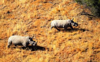 safari waterberg south africa